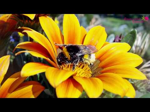 Worüber sich Bienen freuen.