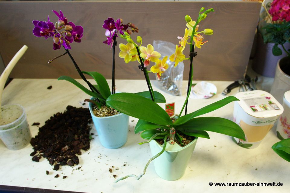 © www.raumzauber-sinnwelt.de