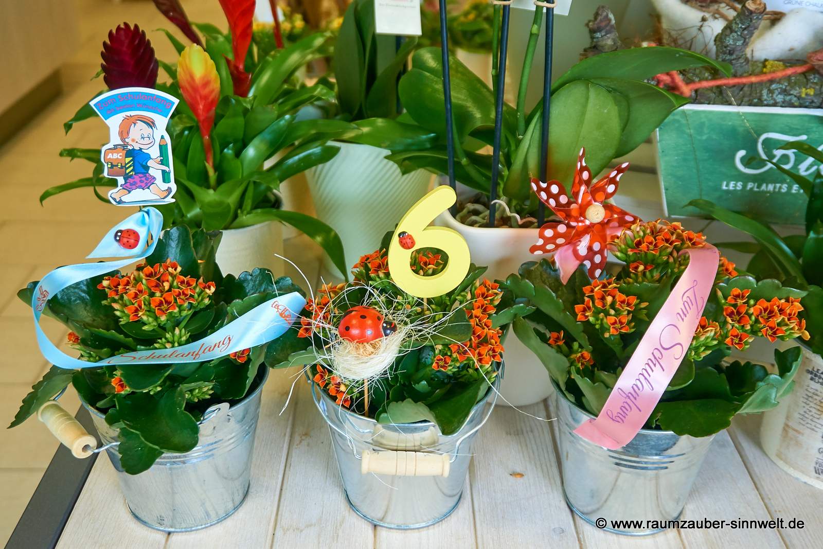 Kalanchoe im Blecheimer mit Steckern und Spruchband zum Schulanfang