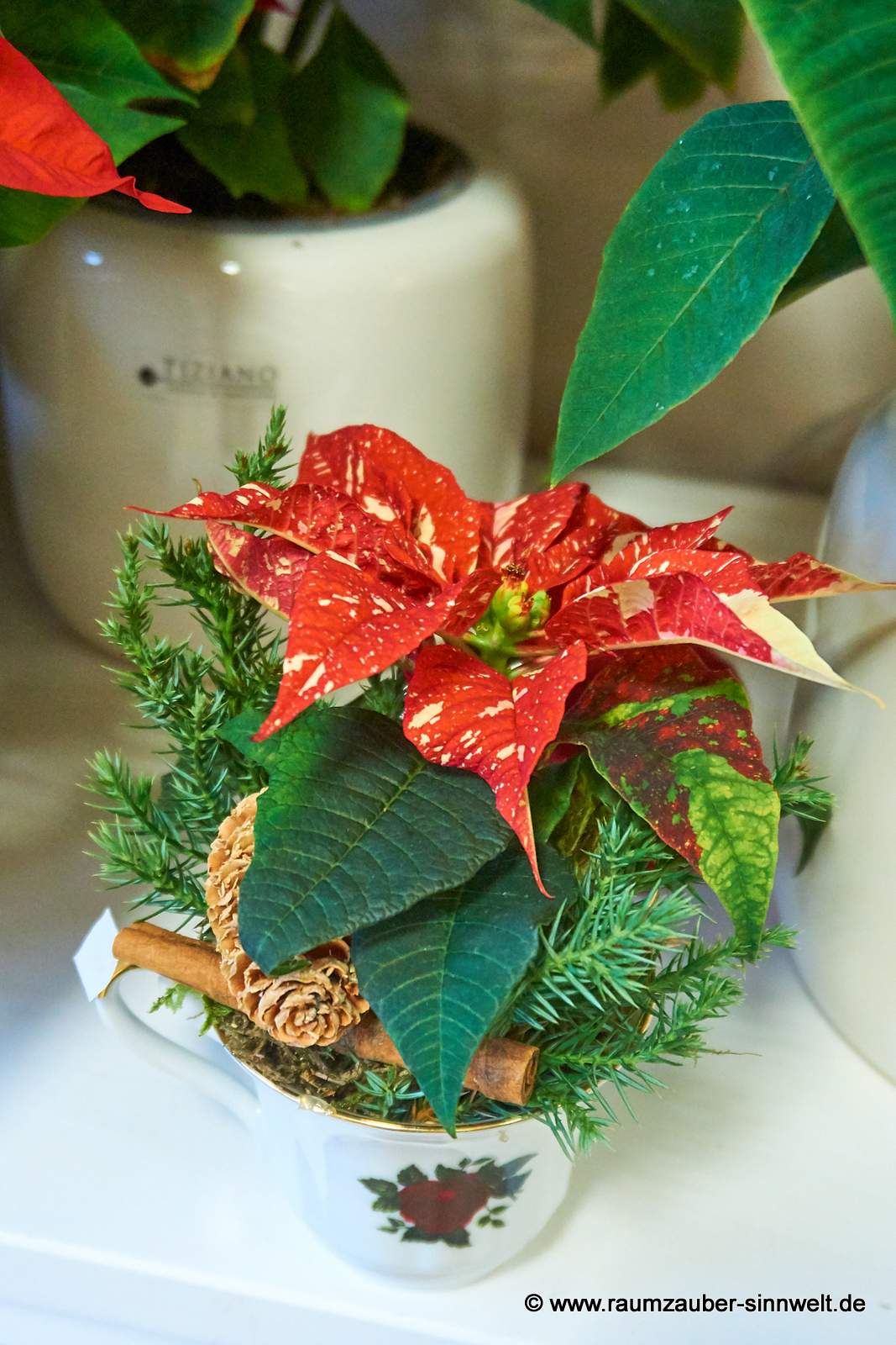 Mini-Weihnachtsstern in Sammeltasse weihnachtlich dekoriert.