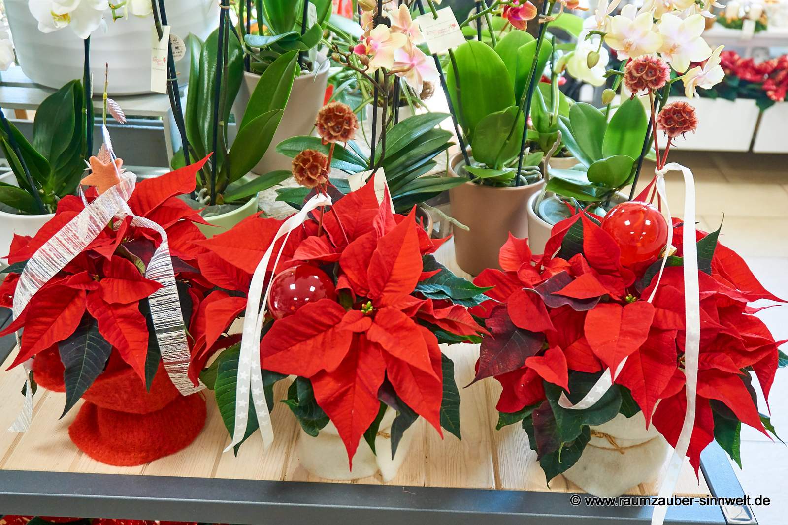 Weihnachtssterne in Filzmanschette weihnachtlich dekoriert.