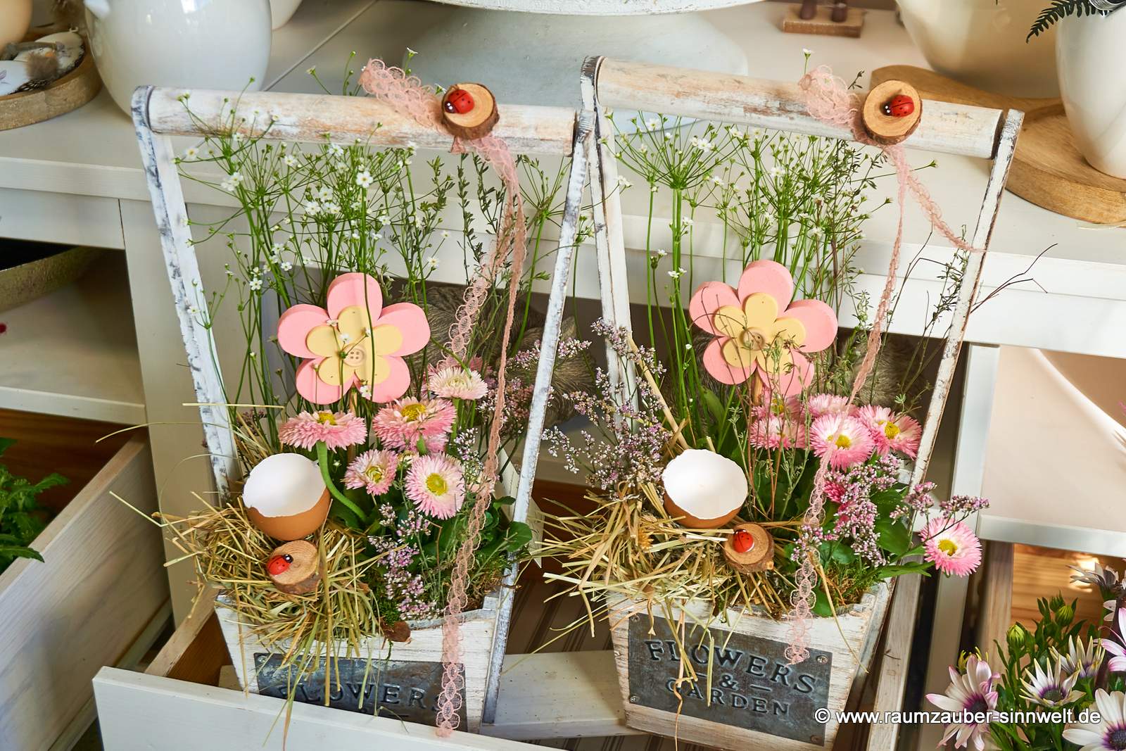 Einpflanzungen mit Bellis und Schneestaub in Holzkorb