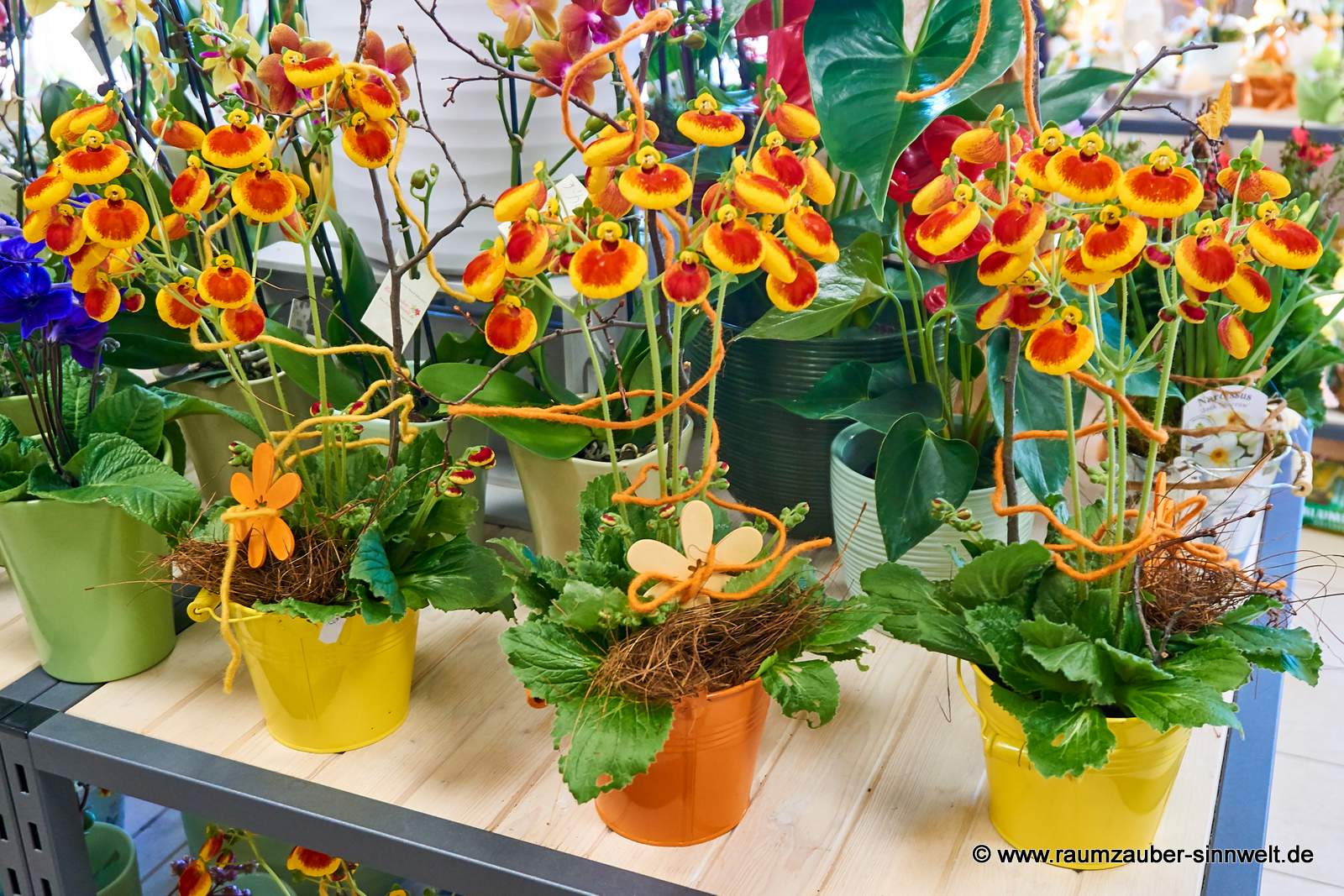 Pantoffelblümchen in Blecheimer dekoriert.