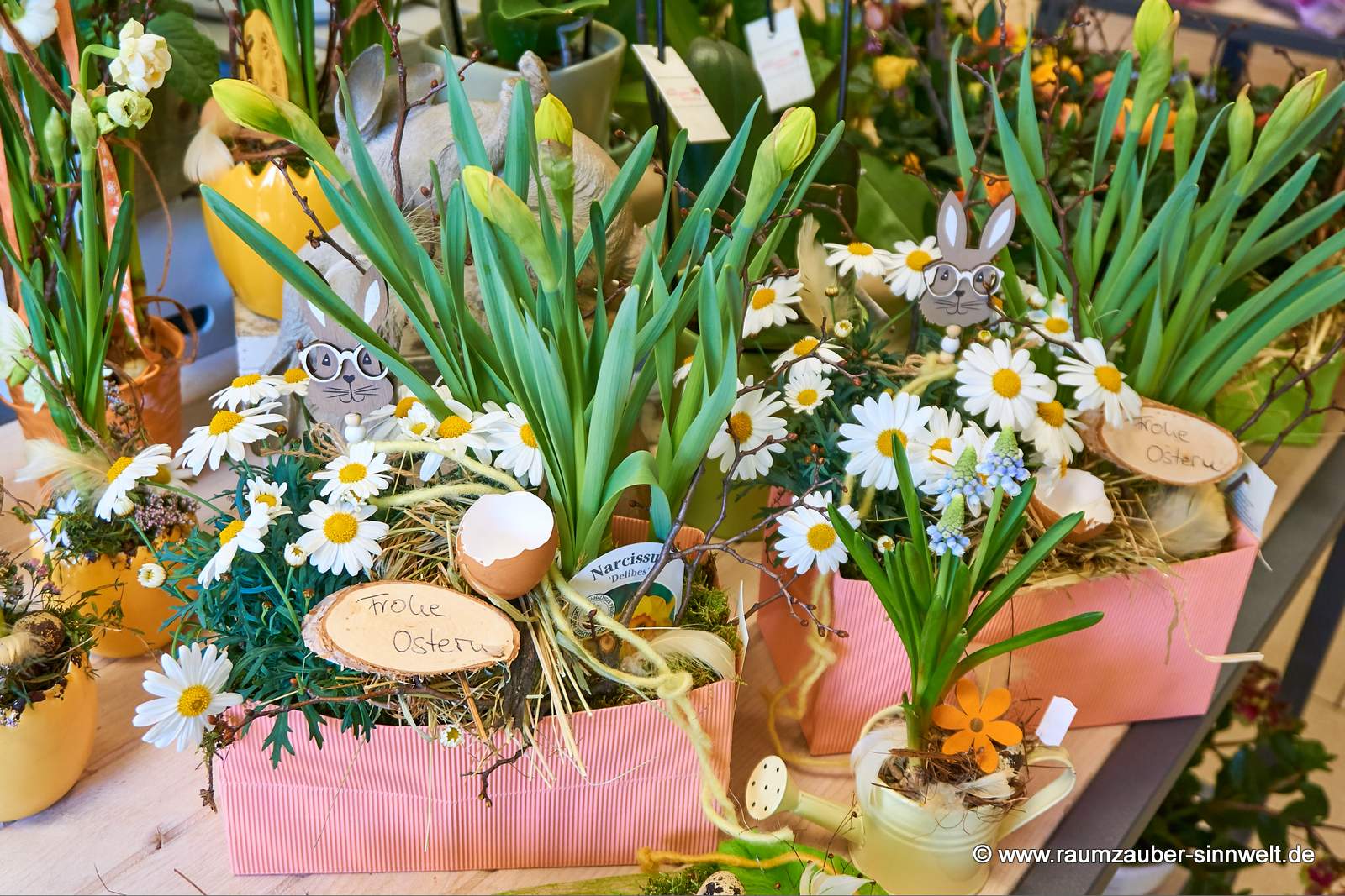 Einpflanzungen mit Muscari , Margariten und Osterglocken.