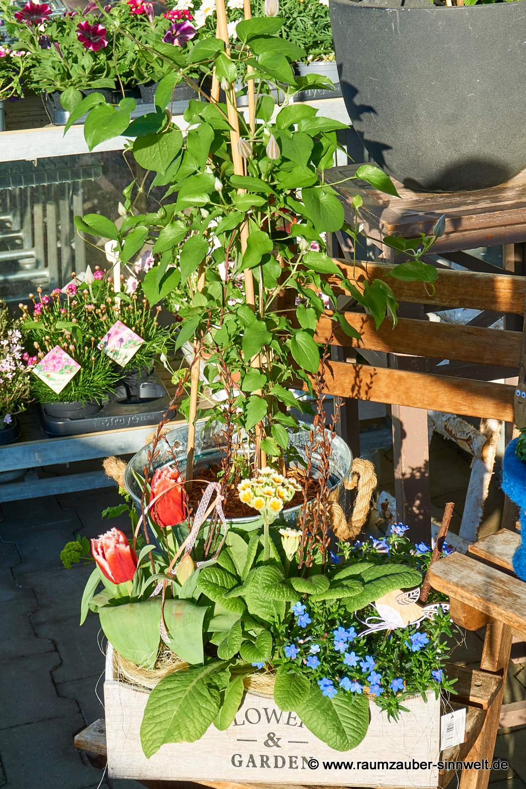 Einpflanzungen mit Clematis, Tulpen, Primel und Steinsame.