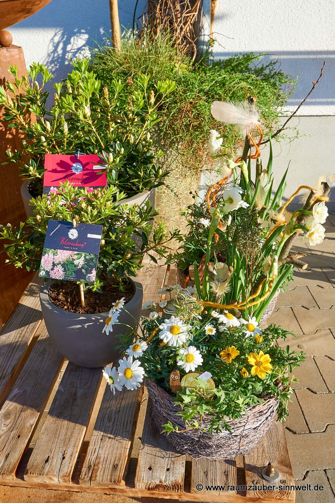 Einpflanzungen mit Rhododendron, Margariten und Terzetten.