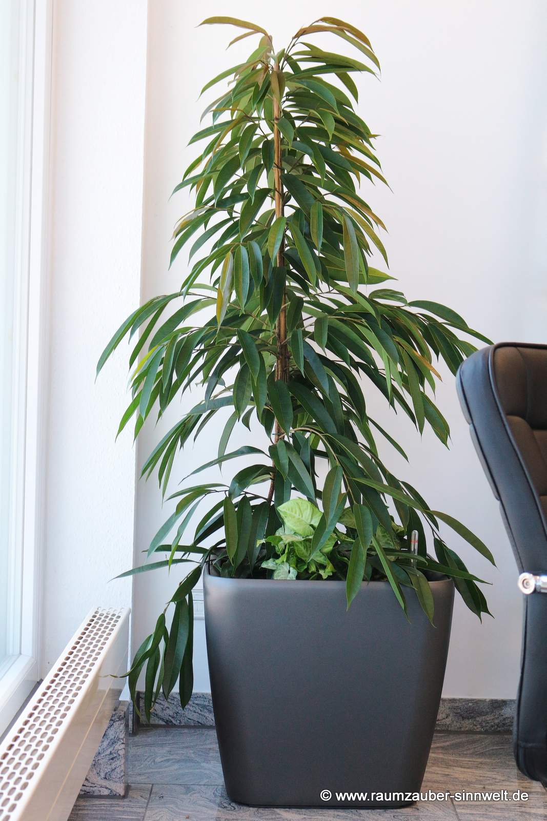 Ficus alii in Pflanzgefäß von LECHUZA