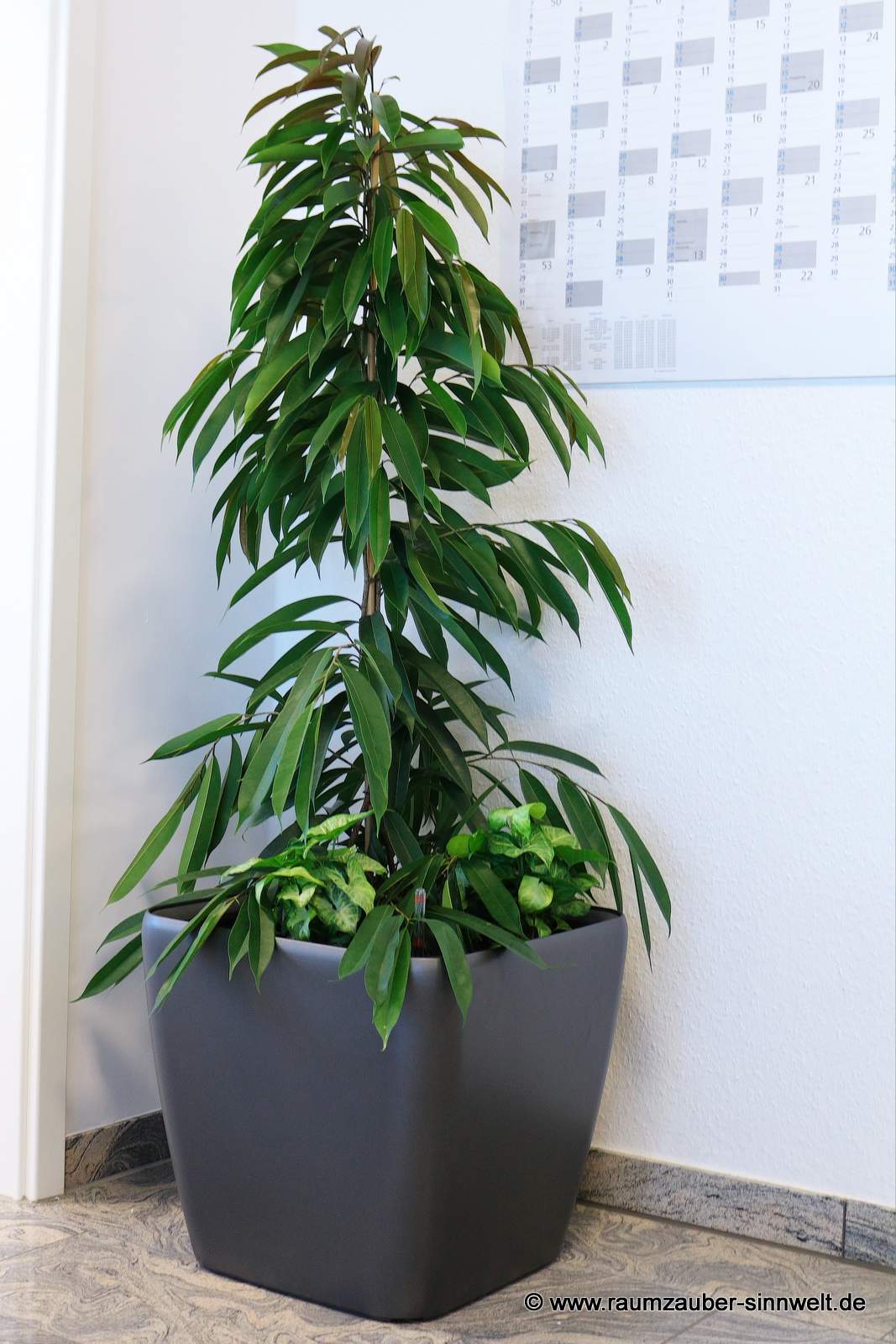 Ficus alii in Pflanzgefäß von LECHUZA
