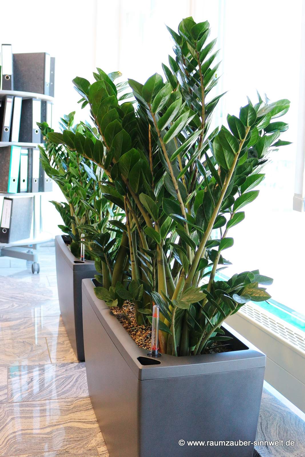 Zamioculcas in Pflanzgefäß von LECHUZA