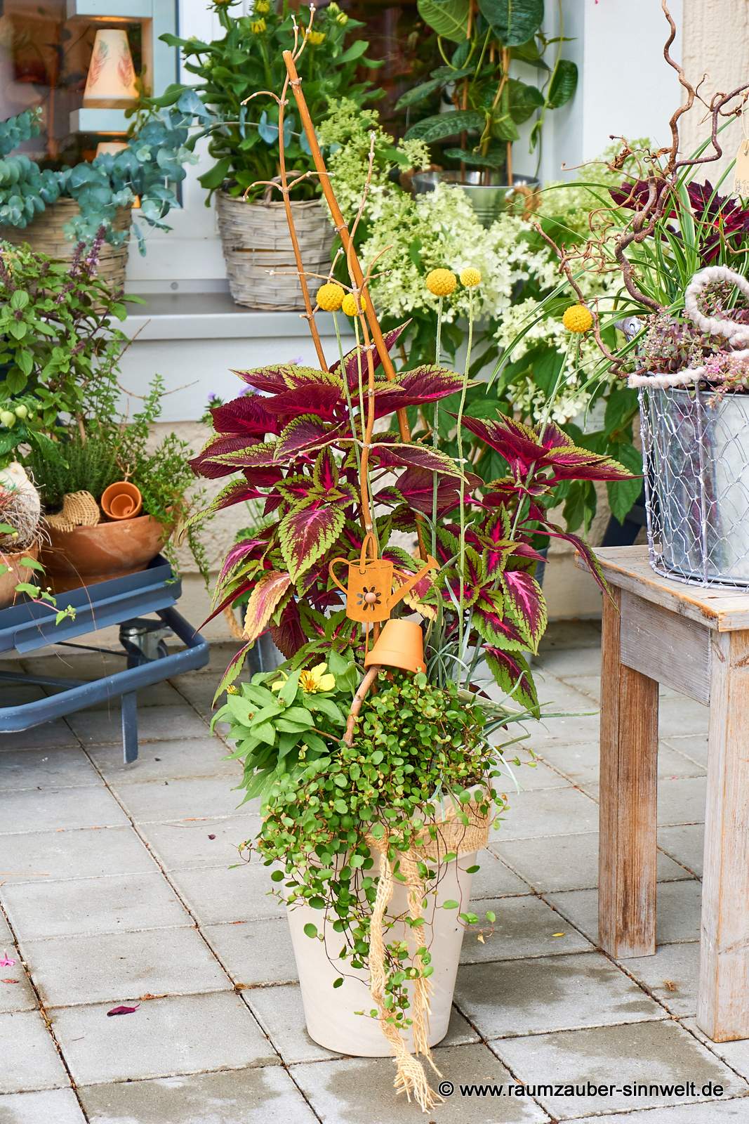 Einpflanzung mit Buntnessel, Zinnien, Mühlenbeckia und Craspedia im Tongefäß