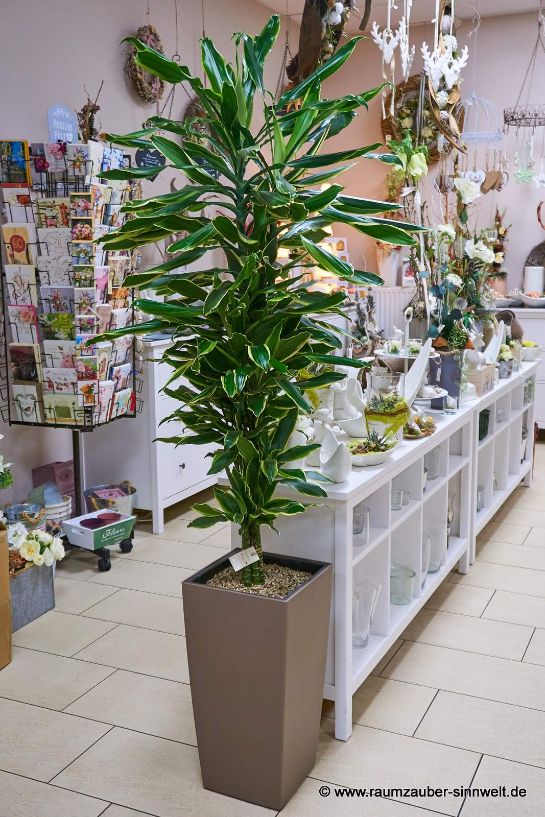 Drachenbaum (Dracaena) in Pflanzgefäß von LECHUZA