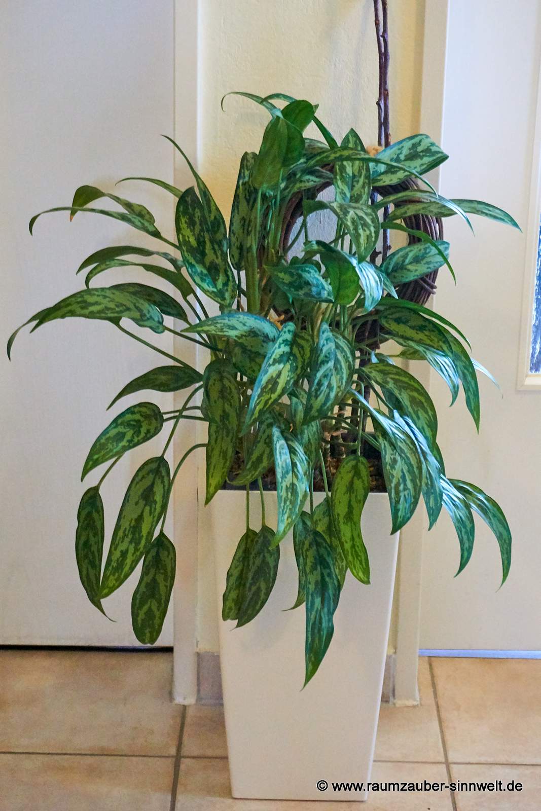 Kolbenfaden (Aglaonema) in Pflanzgefäß von LECHUZA