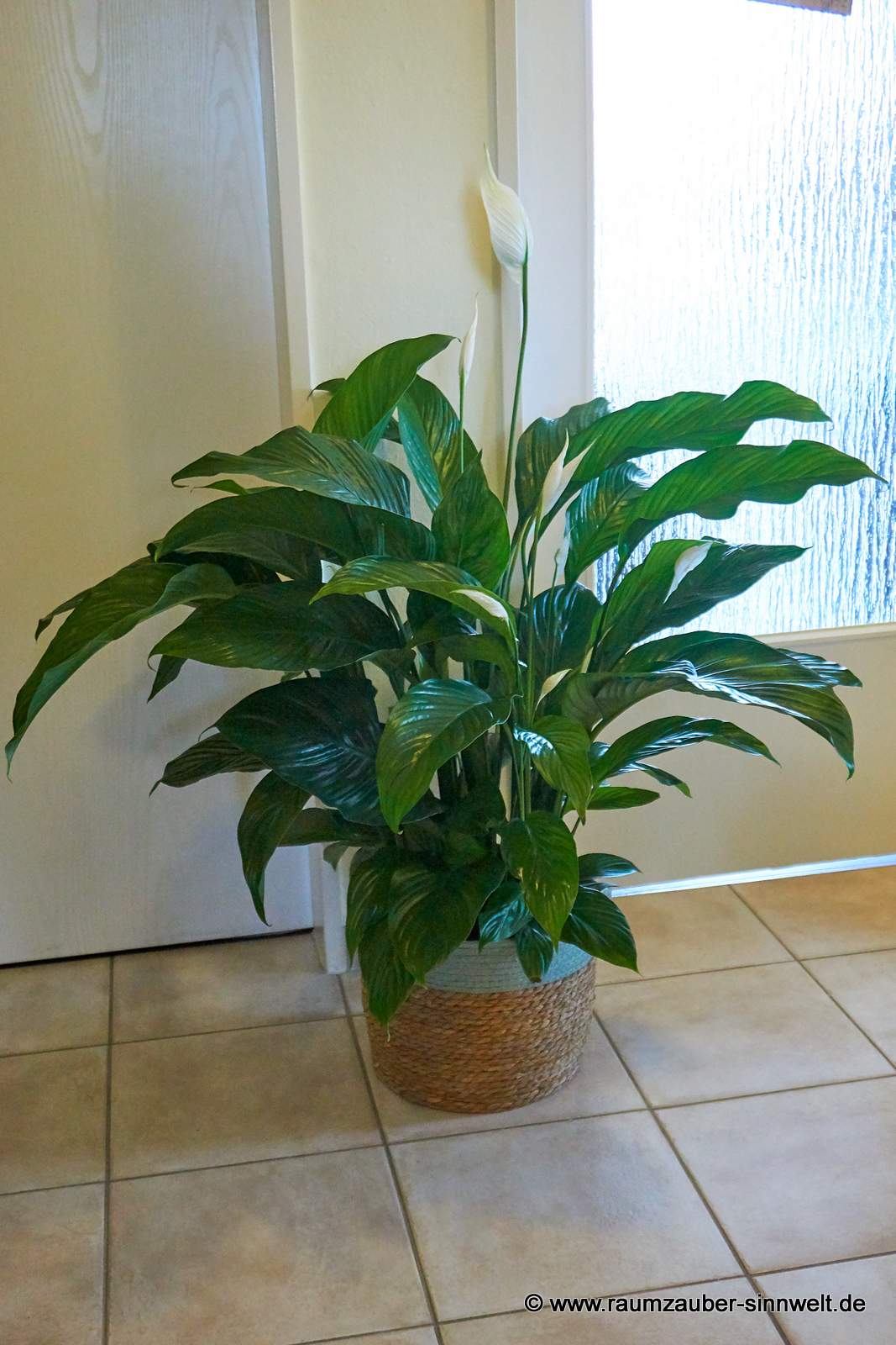 Einblatt (Spathiphyllum) im Korbgefäß